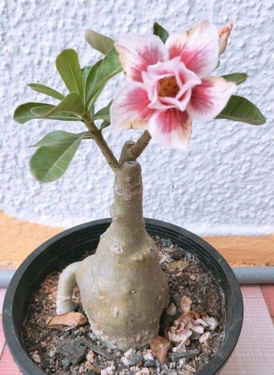FasanGreen Adenium Flower Outdoor Plant with Plastic Bag (Pack of 1)(FG_1063)