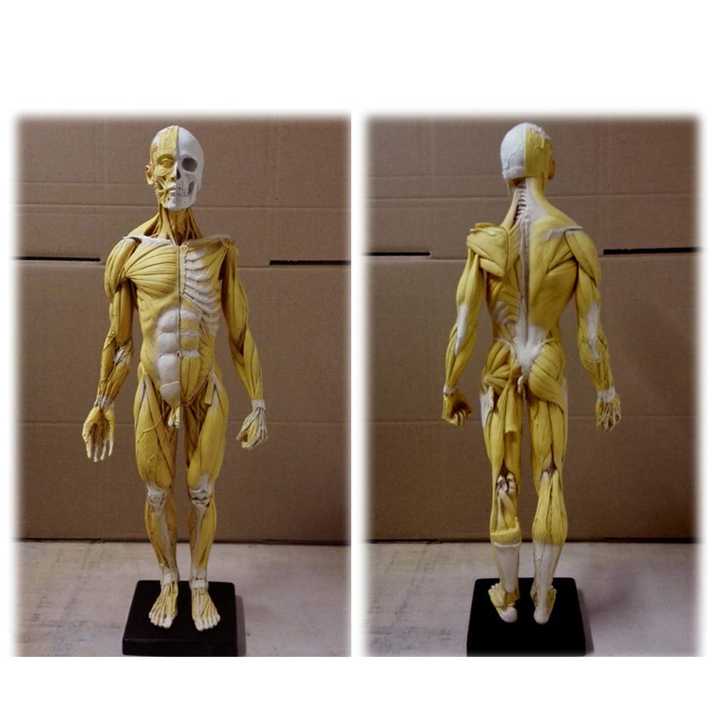 Sjdopulse Boys Human Musculoskeletal Anatomy Model Anatomical Muscle Figure Crafts For Artist Drawing Study