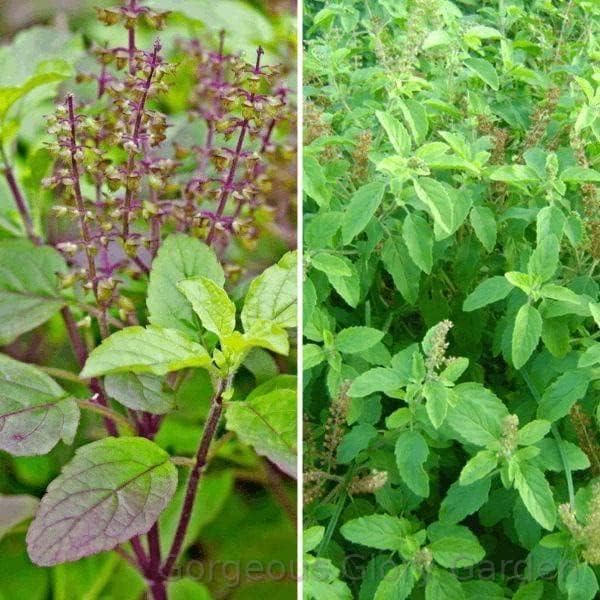 See full amazon price history chart for Gorgeous Glory Garden Live Combo of 2 Rama Tulsi & Krishna Tulsi Real Rama Shyama Ayurvedic Tulsi Plants Kali Hari Green Black Medicinal Tulsi Gorgeous Glory Garden Live Combo of 2 Rama Tulsi & Krishna Tulsi Real Rama Shyama Ayurvedic Tulsi Plants Kali Hari Green Black Medicinal Tulsi (B0D5YYFHF8) Amazon Price History, Amazon Price Tracker