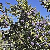 (15 semillas). Juniperus monosperma/Cherrystone Juniper/Oneseed Juniper/Single-semilla Juniper/Juniperus texensis/monosperma Sabina