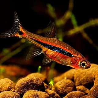 Exclamation Point Rasbora Live Fish - Pack of 10 Fish - Live Freshwater Aquarium Fish