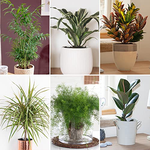 Top 10 Large House Plants of 2023 Best Reviews Guide