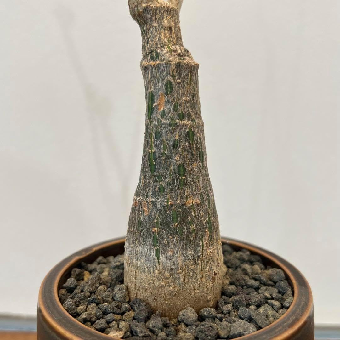 美株 ボンバックス サボテン 多肉植物 塊根 コーデックス 観葉植物 美株 ボンバックス サボテン 多肉植物 塊根 コーデックス 観葉植物