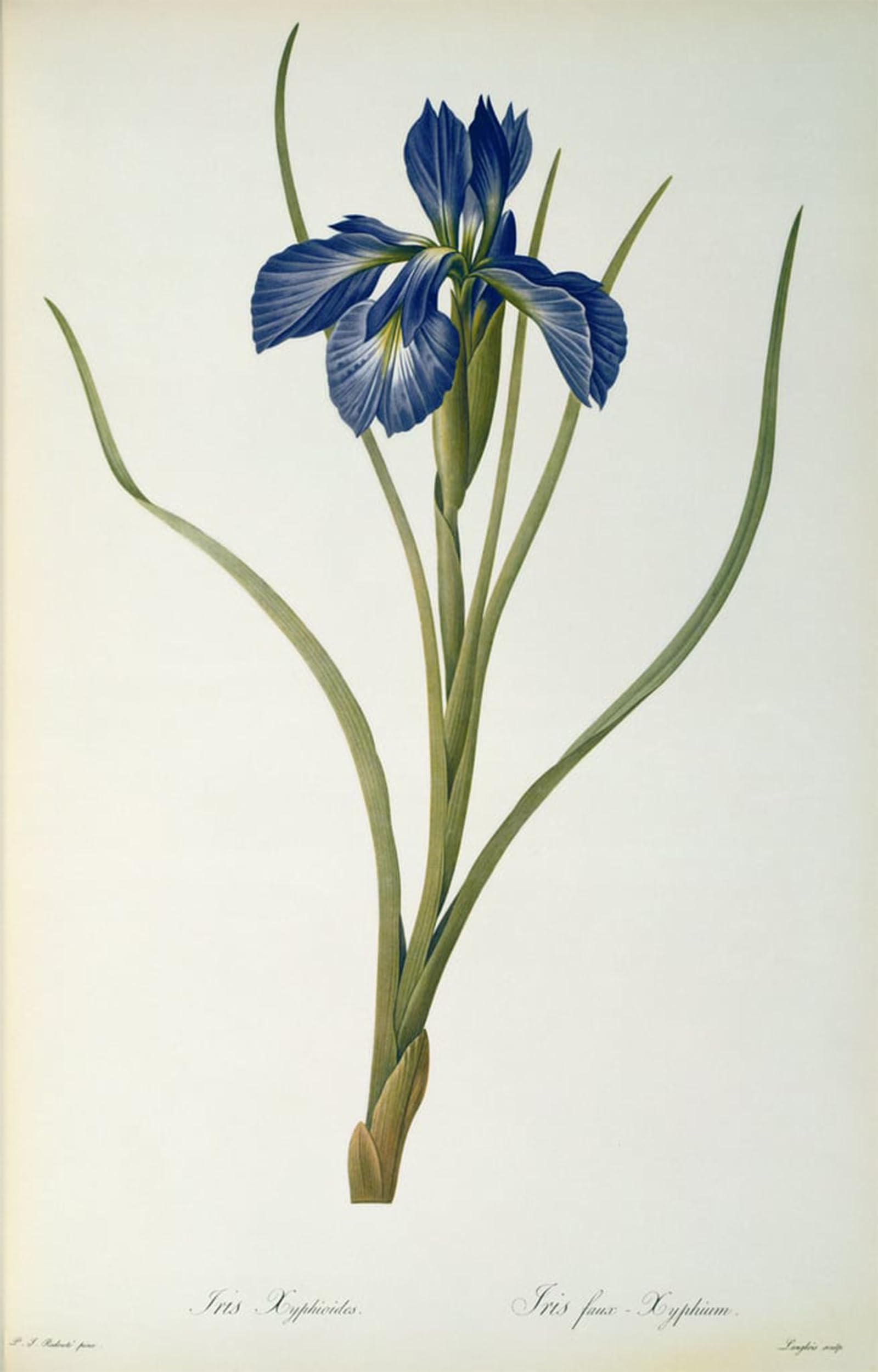 ARTXLXXBN Famous Painting Canvas Artwork Graffiti Print Iris Xyphioides by Pierre Redoute Portrait Canvas Image for Home Decor 60x90cm
