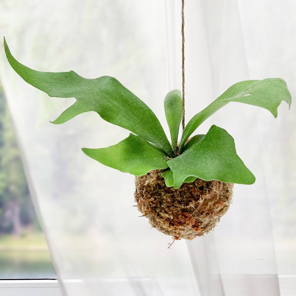 ビカクシダ 苔玉仕立て 観葉植物 ビカクシダの苔玉解体が面倒