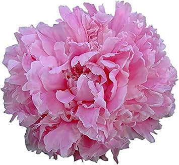 Grace Batson Double Pink Peony Bare Root 3-5 Eyes