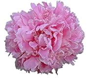 Double Pink Peony - Grace Batson Bare Root 3-5 Eyes…