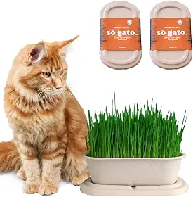 Kit 02 Graminhas Orgânicas Para Gatos - Petisco 100% Natural - SóGato
