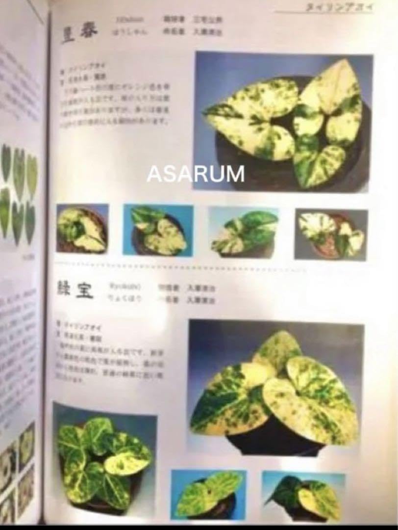 Amazon.co.jp: 図鑑 銘鑑 細辛寒葵 山野草 カンアオイ 細辛 寒葵 参考 