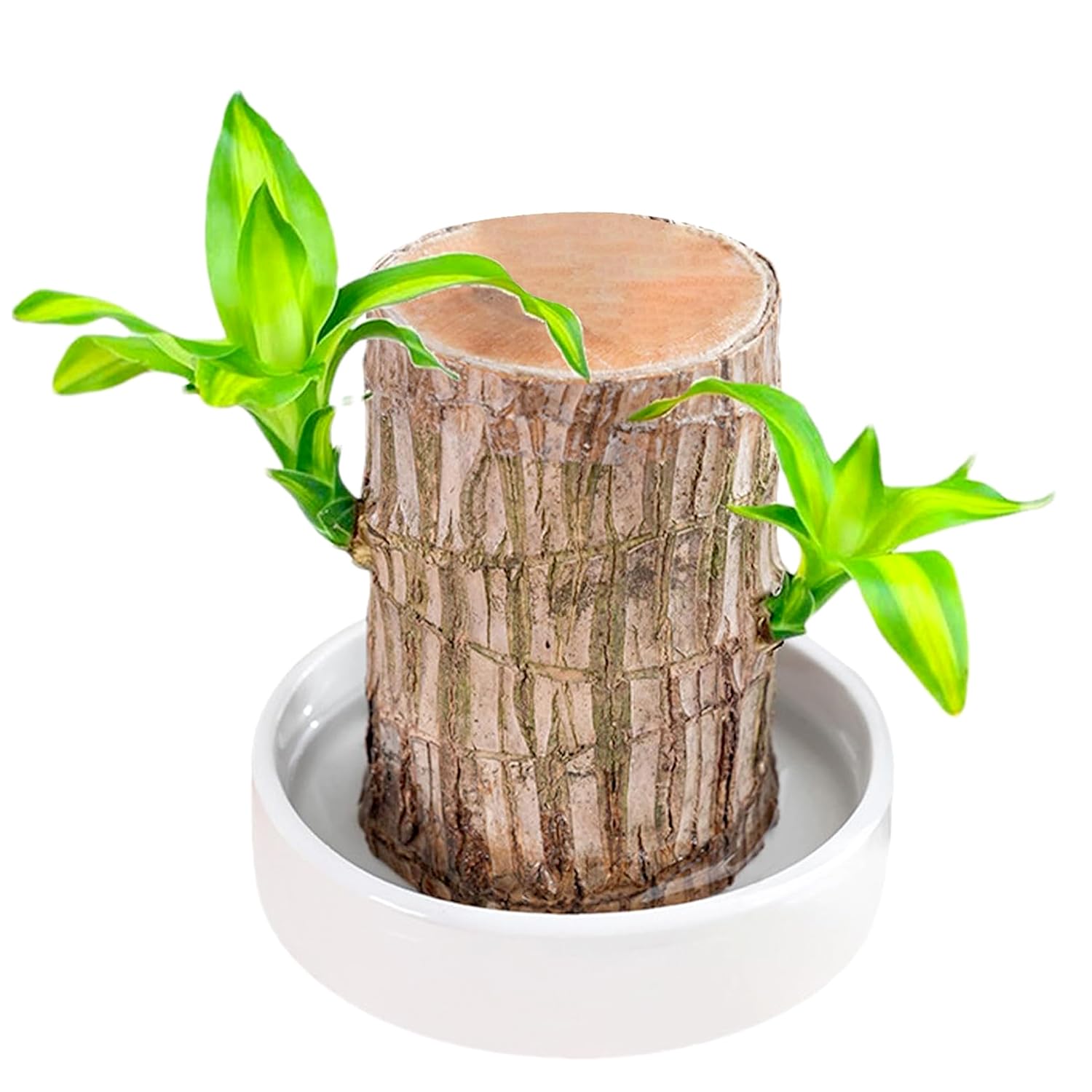 DealFry Brazalian Lucky Wood Live Stick Without Glass for Home Office Decoration, Draceana Warneckii Brazilian Bamboo Wood Hydroponic Stem, Feng Shui Plant - (Pack-1) (B0DGDHJWRD) Amazon Price History, Amazon Price Tracker