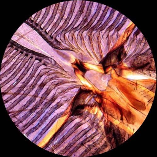 Microscopic image of an insect part captured with the AmScope MU900-CK camera