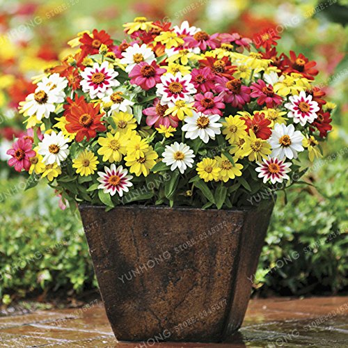 Graines de Zinnia colorées Plantes à fleurs vivaces en pot Charmantes graines de fleurs chinoises Superbes fleurs Balcon Paquet de 500 graines