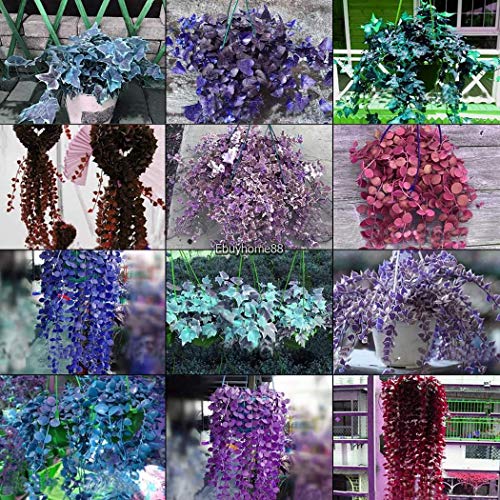 Portal Cool Colore 10: purea d'Aria in Vaso del Giardino dei Semi del Fiore di edera Rara per la Festa Nuziale Ehe8