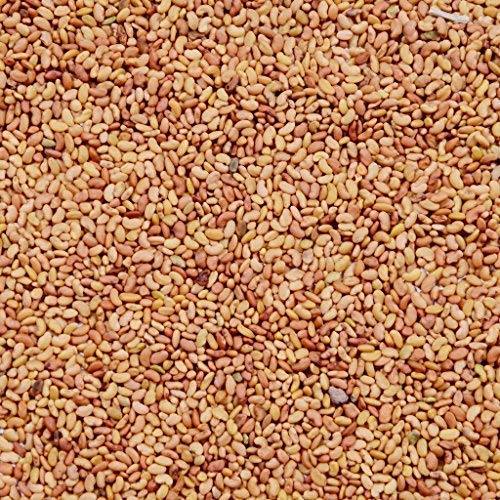 RK Seeds,Grass seeds,Alfalfa seeds, Lucerne seeds, Medicago Sativa seeds,alfa alfa seeds for sprouts,alfa alfa seed,alfa alfa,lucerne seeds,lucerne grass seeds Pack of 1 Kg (B07LDQ2W67) Amazon Price History, Amazon Price Tracker