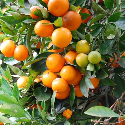 Miniatura 7 de Calamansi Calamondin - Árbol vivo en maceta de 3 galones, 3 pies de alto, resistente árbol de cítricos para cultivo al aire libre, flores fragantes,