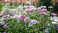 Vista 3 de Drummond's Phlox Mix Seeds Flores anuales para plantar 100 semillas sin OMG