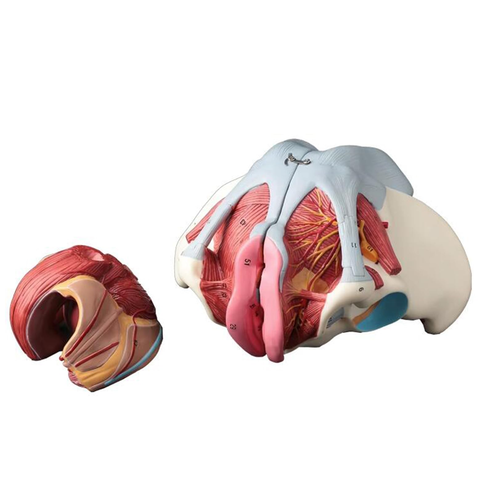 Modello di Bacino Femminile con Nervo Vascolare - Modello Educativo di cavità Pelvica Femminile - per L'insegnamento E L'apprendimento Medico, Forniture di Laboratorio