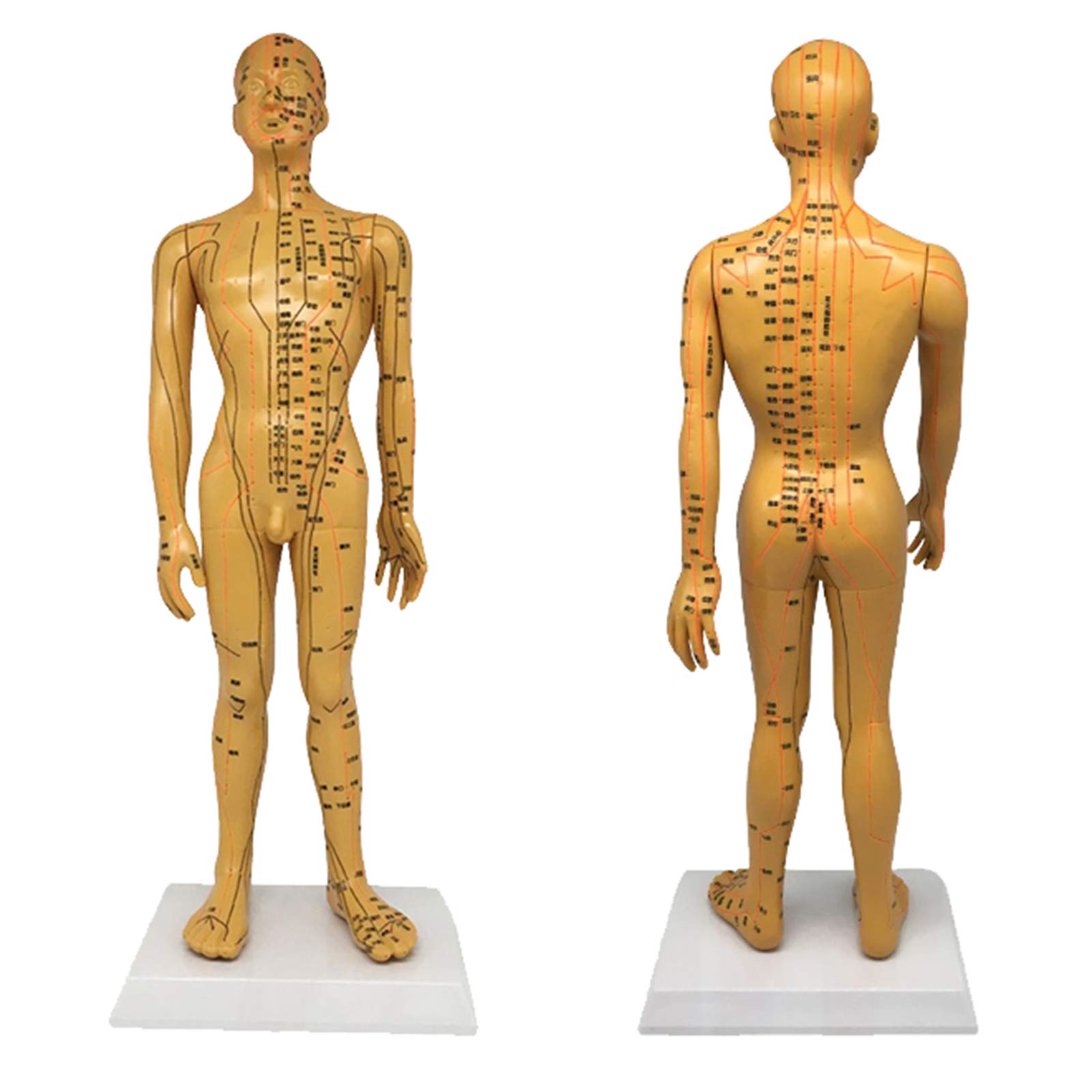 Sjdopulse Men's Cup A Acupuncture Model - Chinese Medicine Universal Acupoint Acupuncture Massage Simulation Model - Copper-Colored Clear Meridians - For Acupuncture Study (A)