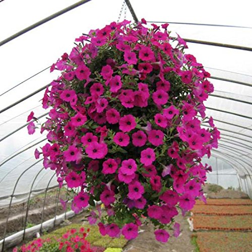 Creative Farmer Flower Seeds : Petunia Star Pro Flower Garden Seeds Of Flowers Live Plant Seeds Garden [Home Garden Seeds Eco Pack] Plant Seeds (B078RGYST6) Amazon Price History, Amazon Price Tracker