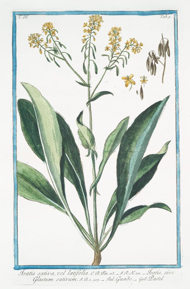 Isatis sativa vel latifolia – Isatis sive Glastum sativum – Guado – Pastel. (Woad) (1772-1793) Plakat drukowany przez Giorgio Bonelli (24 x 36)