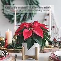 Vista 14 de Fertilizante líquido prémium para Hoya, concentrado 3-1-2 para plantas y flores de interior, alimento orgánico para plantas, 8 onzas