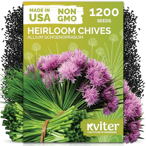 KVITER 1200 Chive Seeds (Allium schoenoprasum) - Know as Onion or Garlic Chives Chives Mild Flavor -Non GMO & Heirloom Herb Seeds for Planting in Outdoor & Indoor Garden Borders Containers