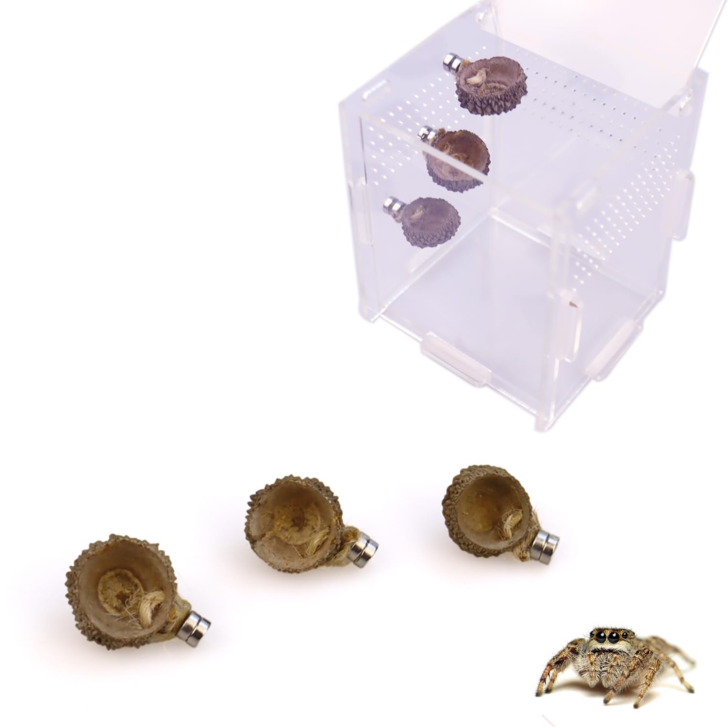 tinkare 3 Pack Jumping Spider Acorn Ledge with Magnets for Spider Spoods Jumping Spider Magnetic Acorn Hide Enclosure Accessories