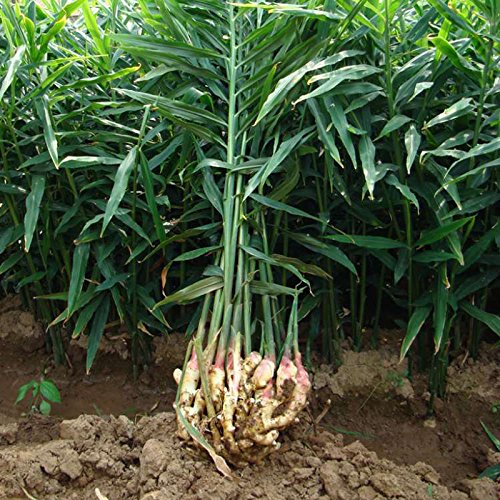 100 Ingwer-Gemüsesamen - Einfacher Anbau Für Garten & Balkon