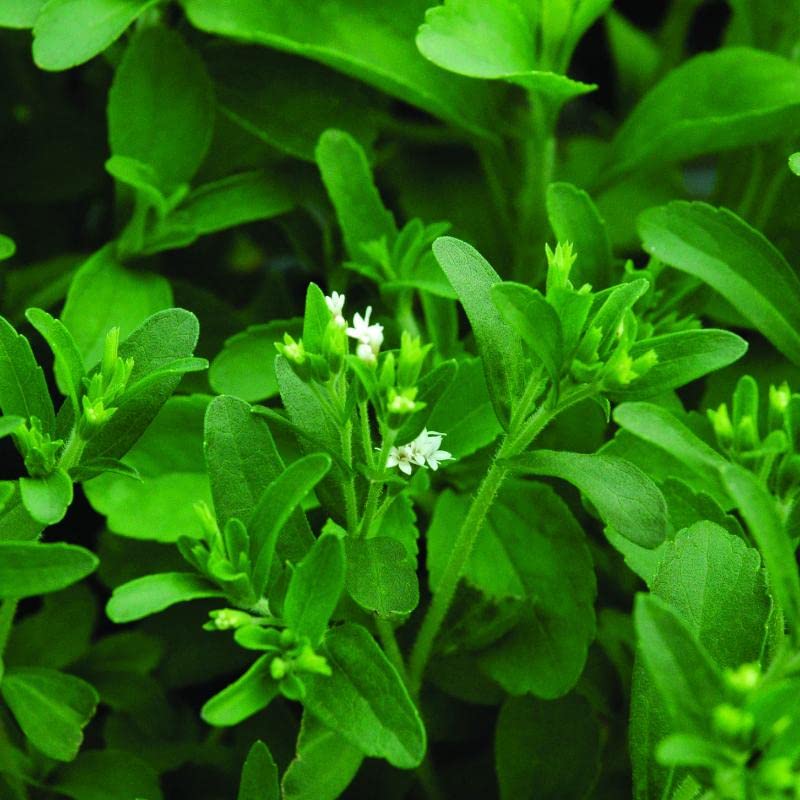See full amazon price history chart for JIGNISHASEEDS Stevia (Sugarfree) Plant,Candy Leaf,Sweet Herb For Home Garden-Pack Of 50 Seeds JIGNISHASEEDS Stevia (Sugarfree) Plant,Candy Leaf,Sweet Herb For Home Garden-Pack Of 50 Seeds (B0BGC71BSR) Amazon Price History, Amazon Price Tracker