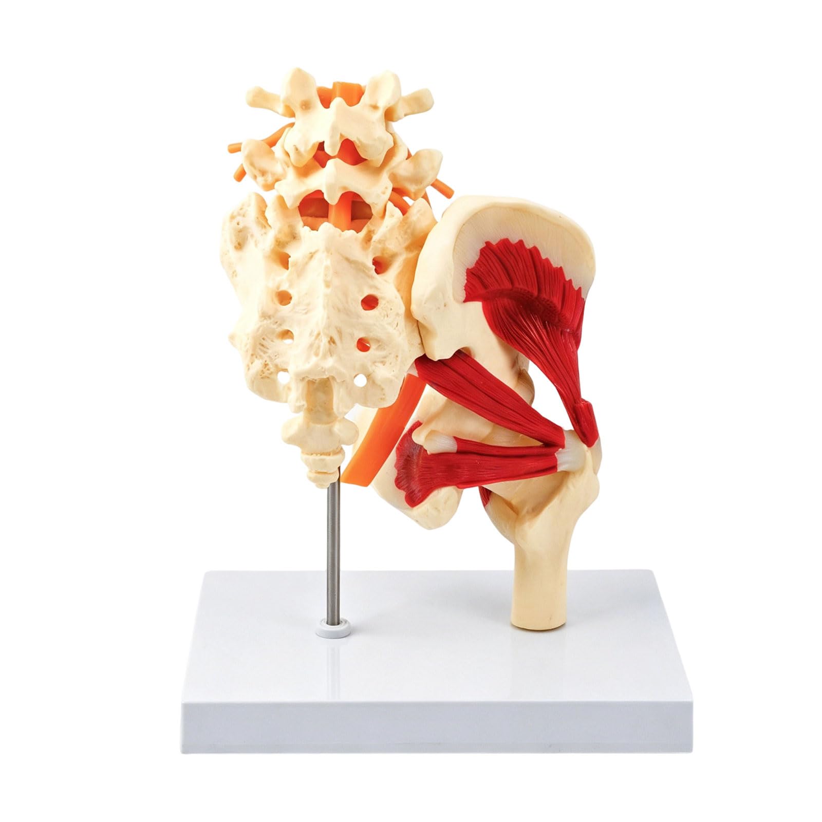 Modelo anatómico de vértebras lumbares humanas de tamaño real con músculos, nervios, esqueleto, hueso para demostración en el aula, modelo anatómico de pelvis lumbar