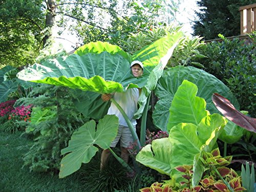 Cespuglio Di Vettore Di Colocasia Della Pianta Tropicale Del Profilo Esculenta O Orecchio Elefante Mazzo Foglia Taro Nero Isolato 145938236 - Foto 8