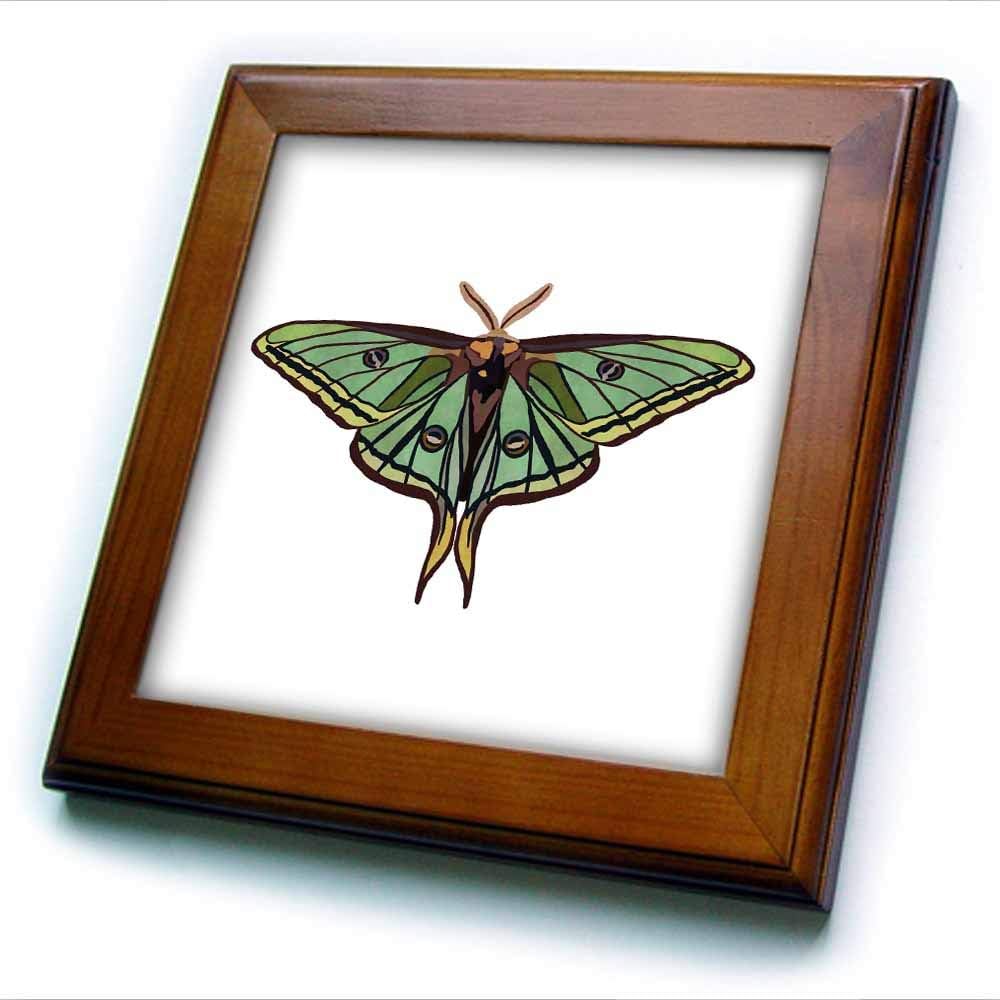 3dRose Framed Tile - Spanish Luna Moth - 6 by 6-inches (ft_328191_1)