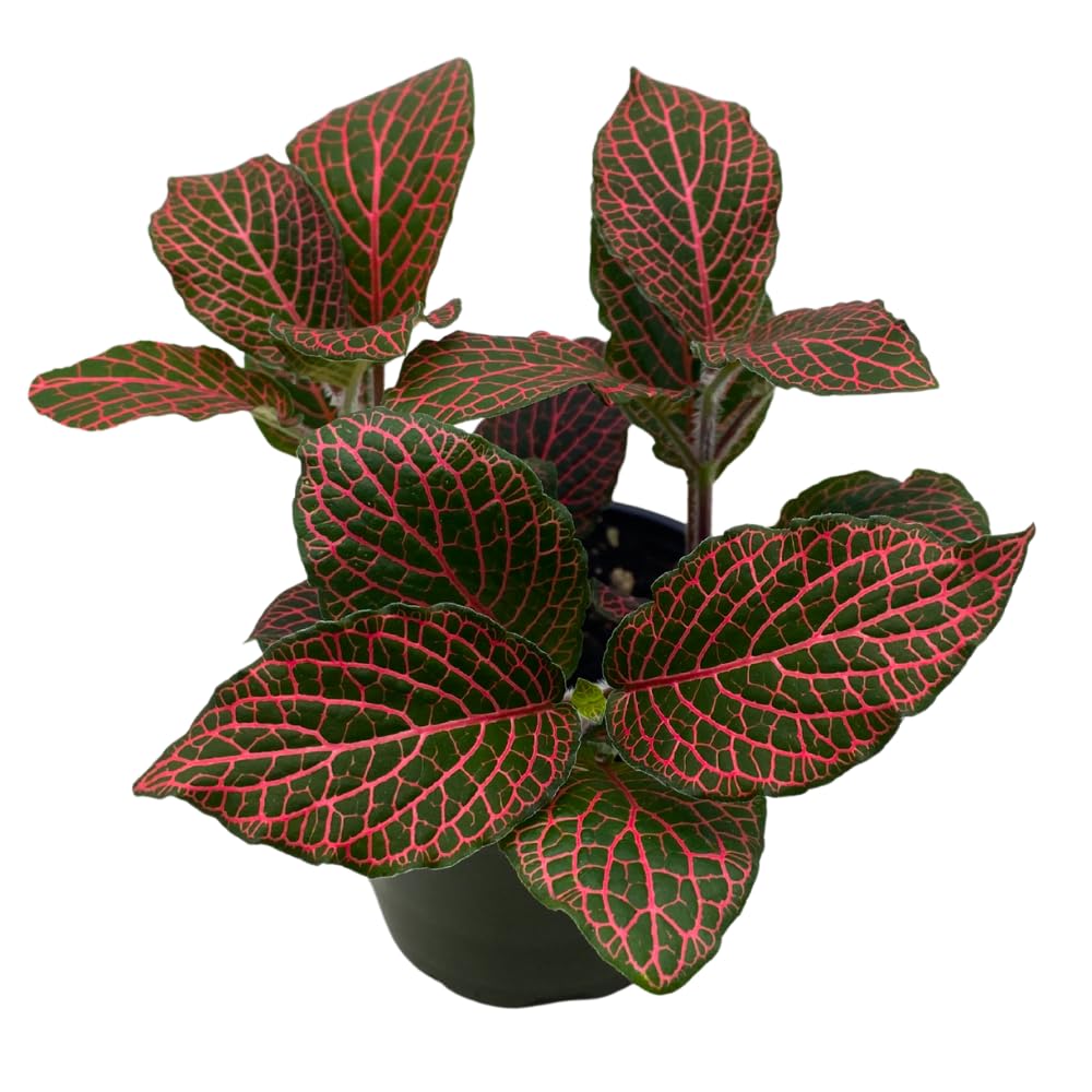 BubbleBlooms Red Fittonia
