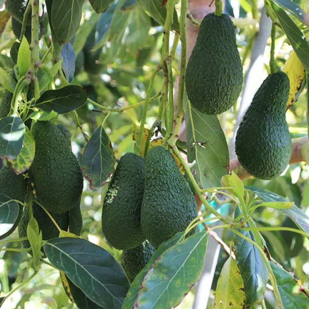 Aguacate Hass fresco 9 Kg producción local Castellón España cultivo sostenible sin químicos