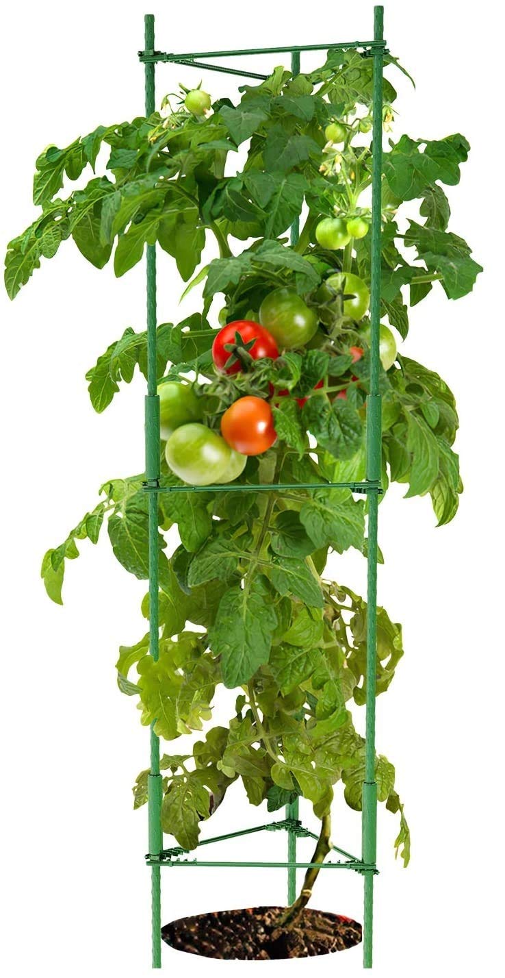 K-Brands Tomato Cage - Plant Stakes and Support with Clips (68 inches Tall)