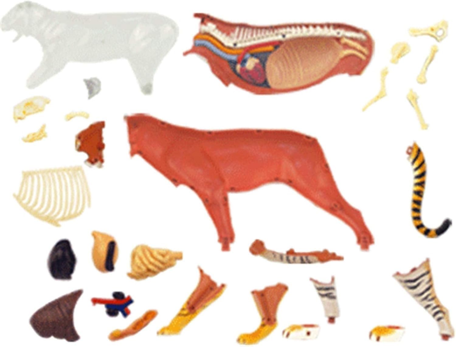 Tiger Anatomy Model, Tiger Organ Skeleton Model Half-Transparent Simulation, 36 Detachable Organs and Body for Biology Animal Medical Teaching.