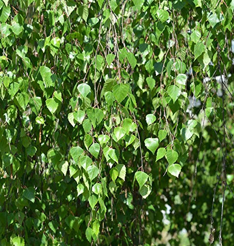 Hochstamm Trauer-Birke Youngii 100-125cm - Betula pendula - lebende Gartenpflanze aus den Baumschulen