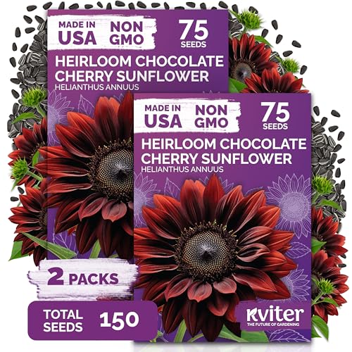 150 Chocolate Cherry Sunflower Heirloom Flower Seeds, Helianthus Annuus