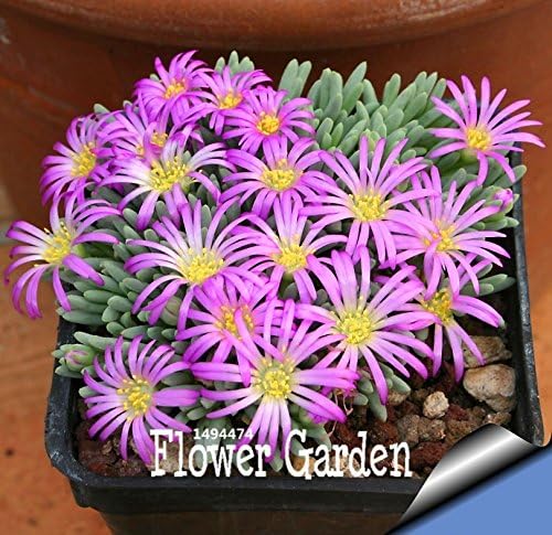 Amazon Co Jp 熱い販売 多肉植物の種子echinopsis Tubiflora サボテンの種 希少な花サボテン 約10個 袋 Owom37 Diy 工具 ガーデン