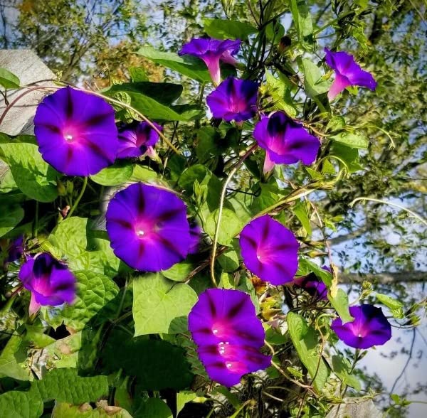 Buy4seeds 20 Seeds Morning Glory Ipomoea purpurea Vine Climber