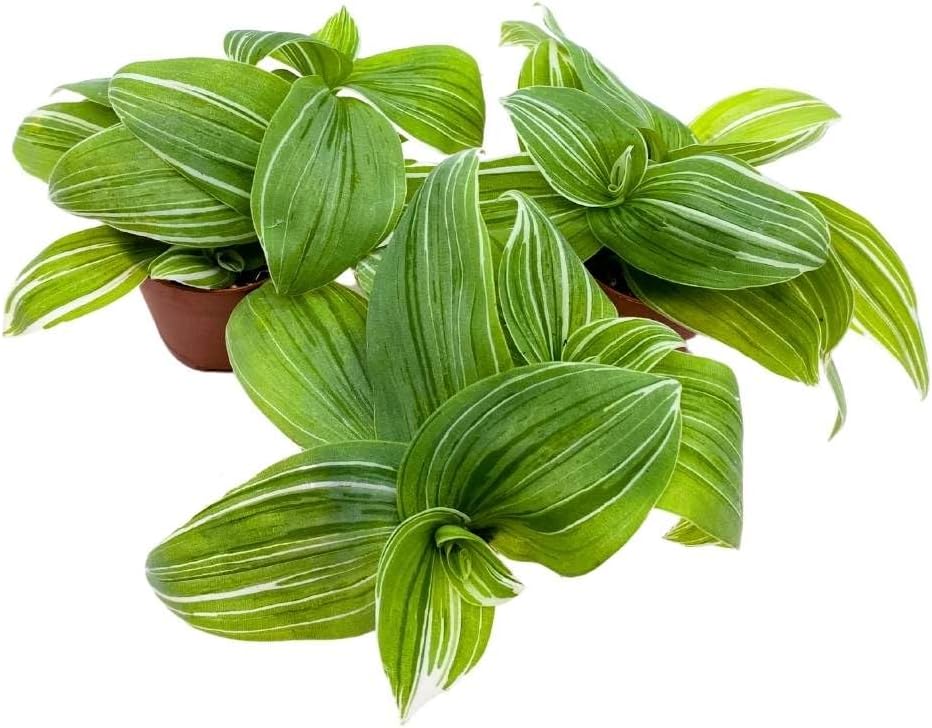 BubbleBlooms Green and White Wandering Dude 2 inch Set of 3 Tradescantia albiflora albo-vittata fluminensis Tiny Mini Pixie Plants
