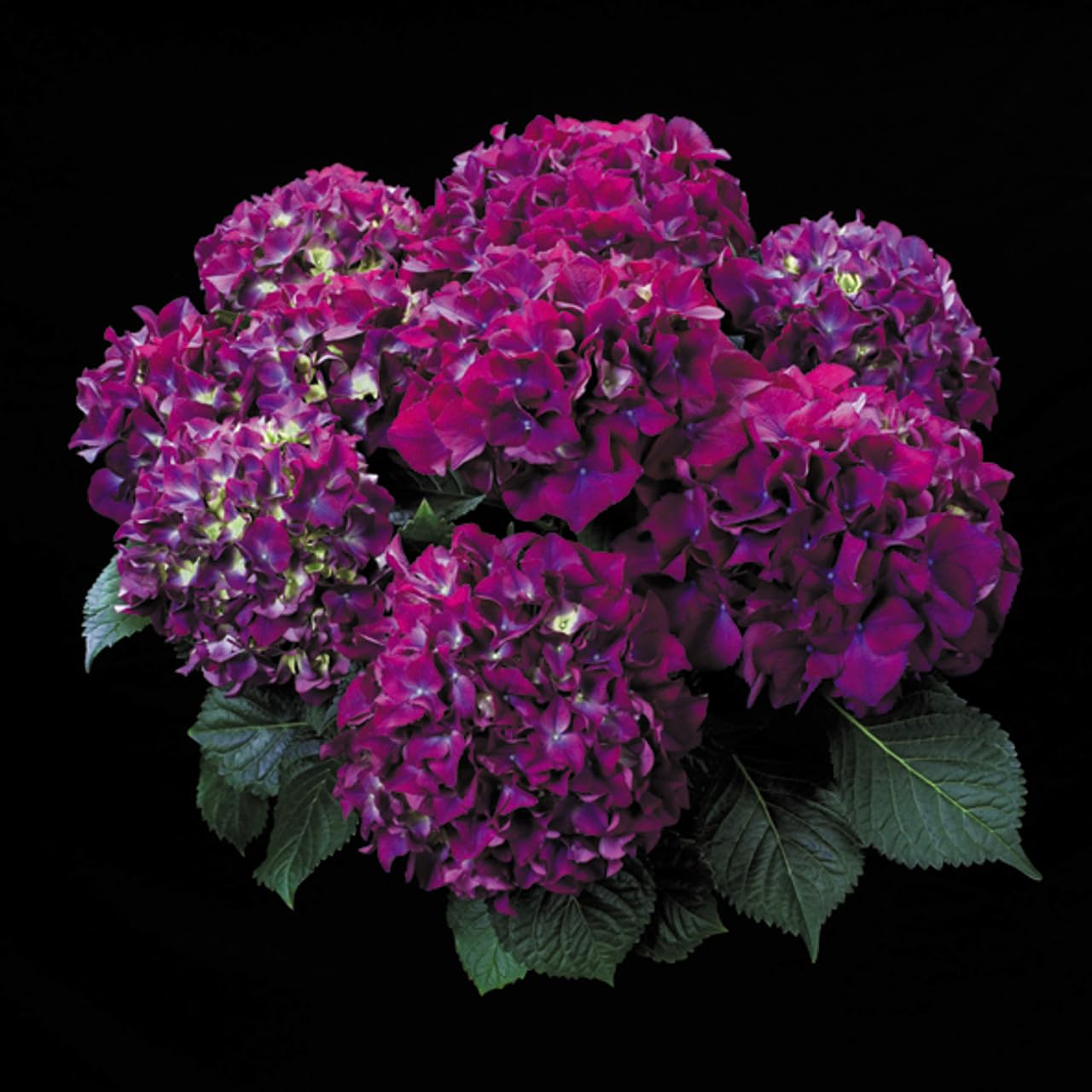 Original & Authentic 12-Month Hybrid Hydrangea Live Plant