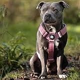 Bullyion Original Equipment Trinity Geschirr für stark ziehende Hunde mit Softcell-Polsterung, Lockforce-Schnallen, 3 Leinen-Befestigungspunkte, Hundetrainer Wahl, für alle Rassen, Orange Marmelade