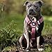 Bullyion Original Equipment Trinity Geschirr für stark ziehende Hunde mit Softcell-Polsterung, Lockforce-Schnallen, 3 Leinen-Befestigungspunkte, Hundetrainer Wahl, für alle Rassen, Orange Marmelade