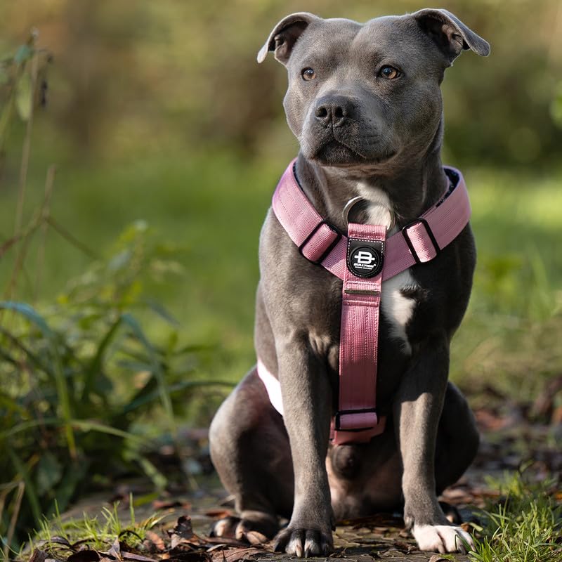 Bullyion Original Equipment Trinity Geschirr für stark ziehende Hunde mit Softcell-Polsterung, Lockforce-Schnallen, 3 Leinen-Befestigungspunkte, Hundetrainer Wahl, für alle Rassen, Orange Marmelade