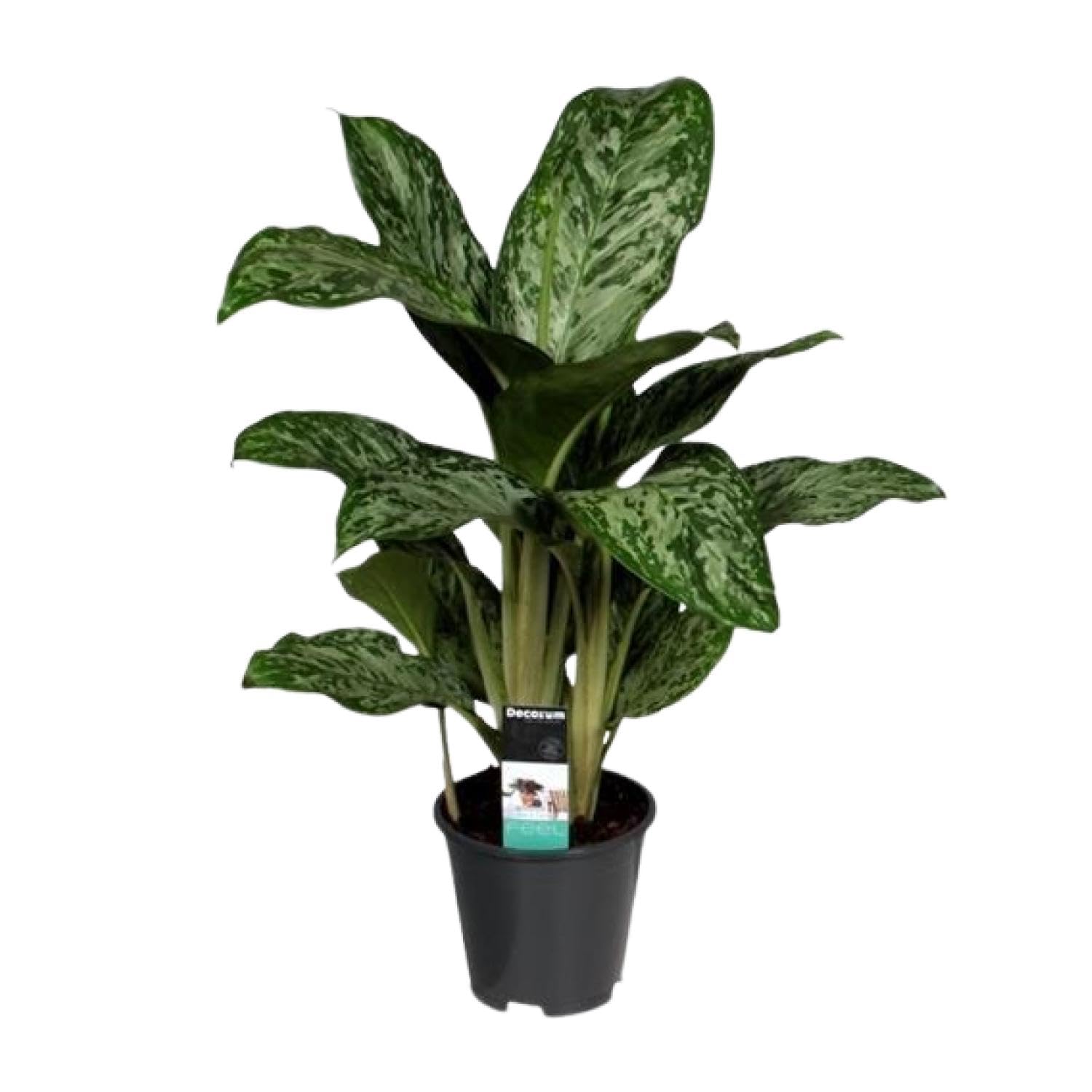 Aglaonema Greenlight (Decorum) - 50-60cm - Ø17cm - Pianta d'appartamento - Sempreverde