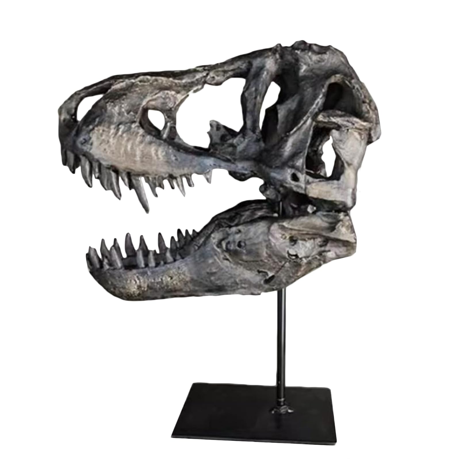 Amazon.co.jp: ティラノサウルス恐竜の頭蓋骨モデル - 1:1実物大