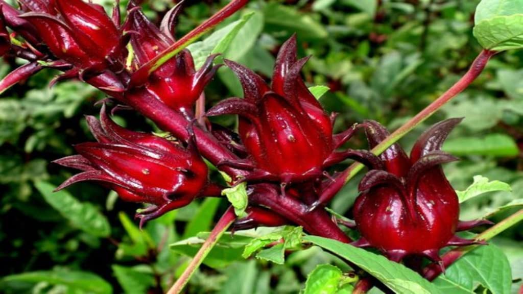 Jamaican Sorrel (Hibiscus Tea) 4oz – Dried Hibiscus Sabdariffa Flowers Loose Leaf | Caribbean Sorrel Drink | Caffeine Free Herbal Tea | Antioxidant Rich | Rastaman Stew