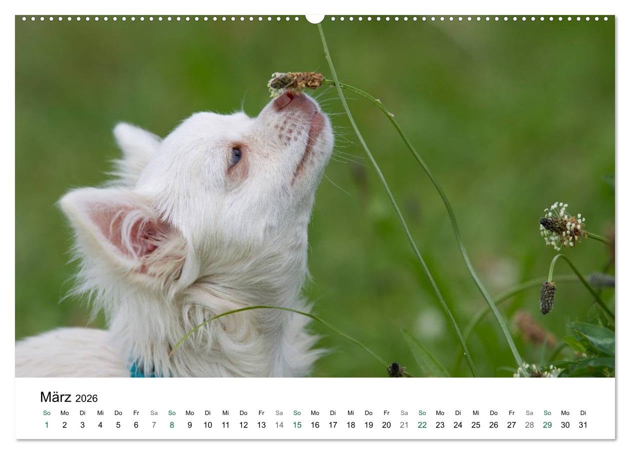 Chihuahuas - kleine Herzensbrecher (hochwertiger Premium Wandkalender 2026 DIN A2 quer), Kunstdruck in Hochglanz: Wunderschöne Outdoor Fotos der kleinen Hunderasse (CALVENDO Tiere)