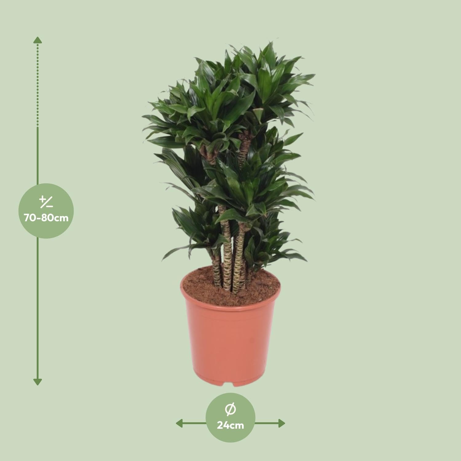 Planta Dracaena Compacta, Hojas Verdes, Decoración Interior, Ø24cm, 80cm